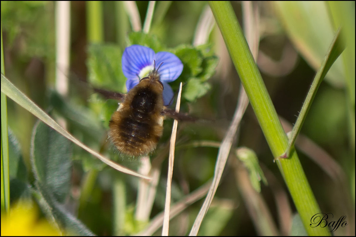 Bombylius major